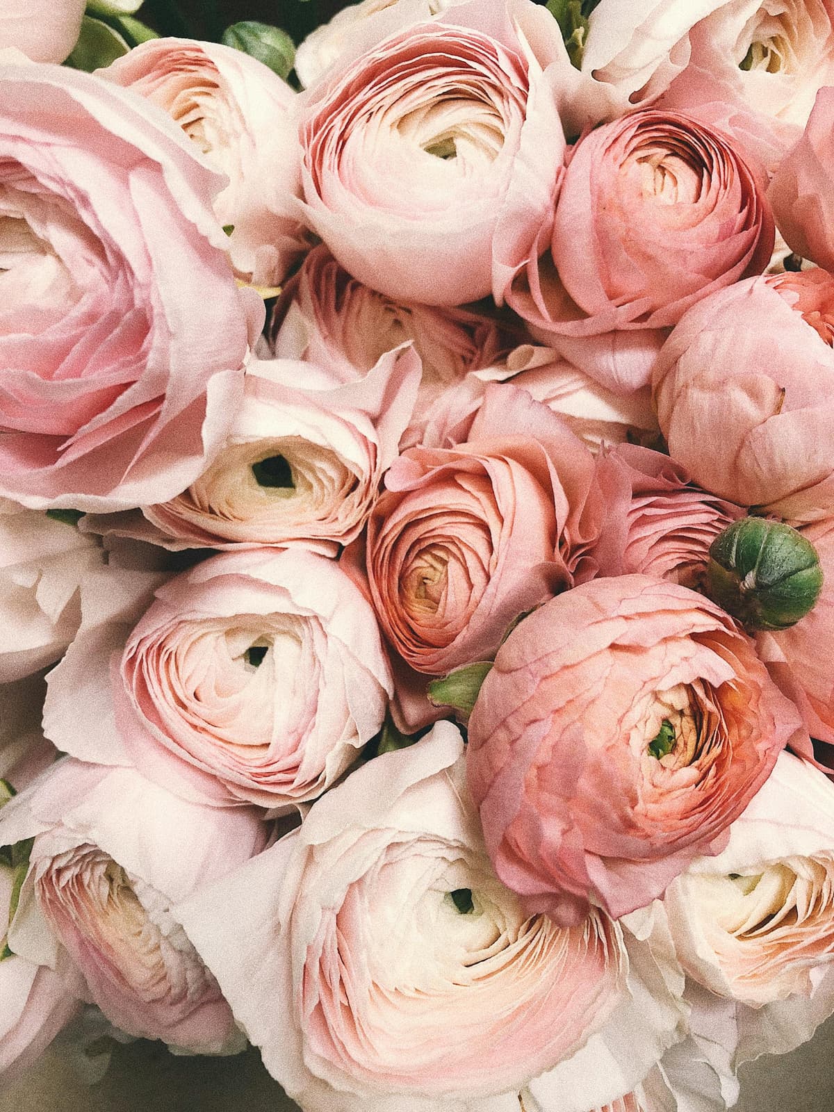Beautiful flowers in Argentina